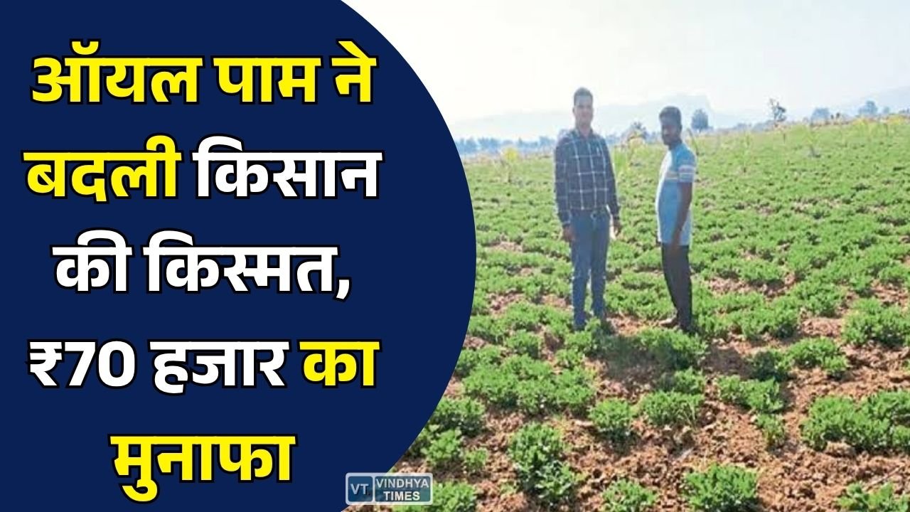 CG News: ऑयल पाम के साथ मूंगफली की खेती से किसान को ₹70 हजार का अतिरिक्त मुनाफा, बनी मिसाल