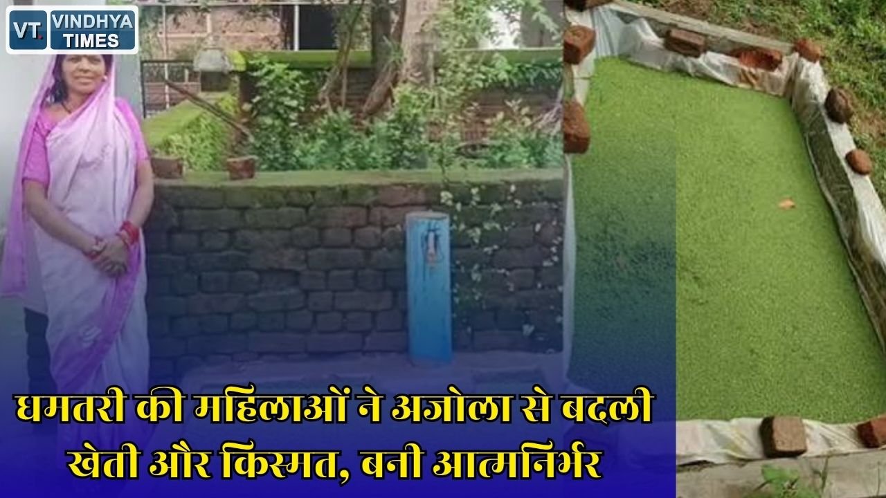 CG News: धमतरी की स्व सहायता समूह की महिलाओं ने अजोला उत्पादन से पेश की आत्मनिर्भरता की मिसाल