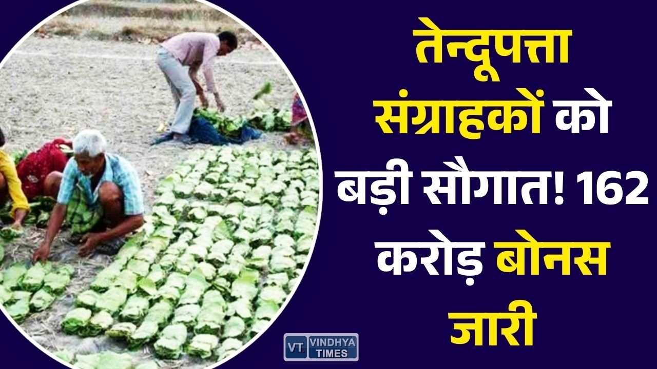 CG News: छत्तीसगढ़ के 7.14 लाख तेन्दूपत्ता संग्राहकों को मिला बोनस, सरकार ने खातों में भेजी 162.32 करोड़ रुपए की राशि