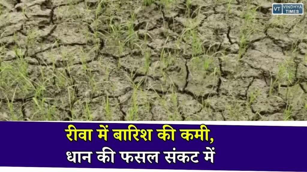 Rewa News: मानसून की सुस्ती से रीवा में धान की फसल प्रभावित, किसानों ने अच्छी बारिश की जताई उम्मीद