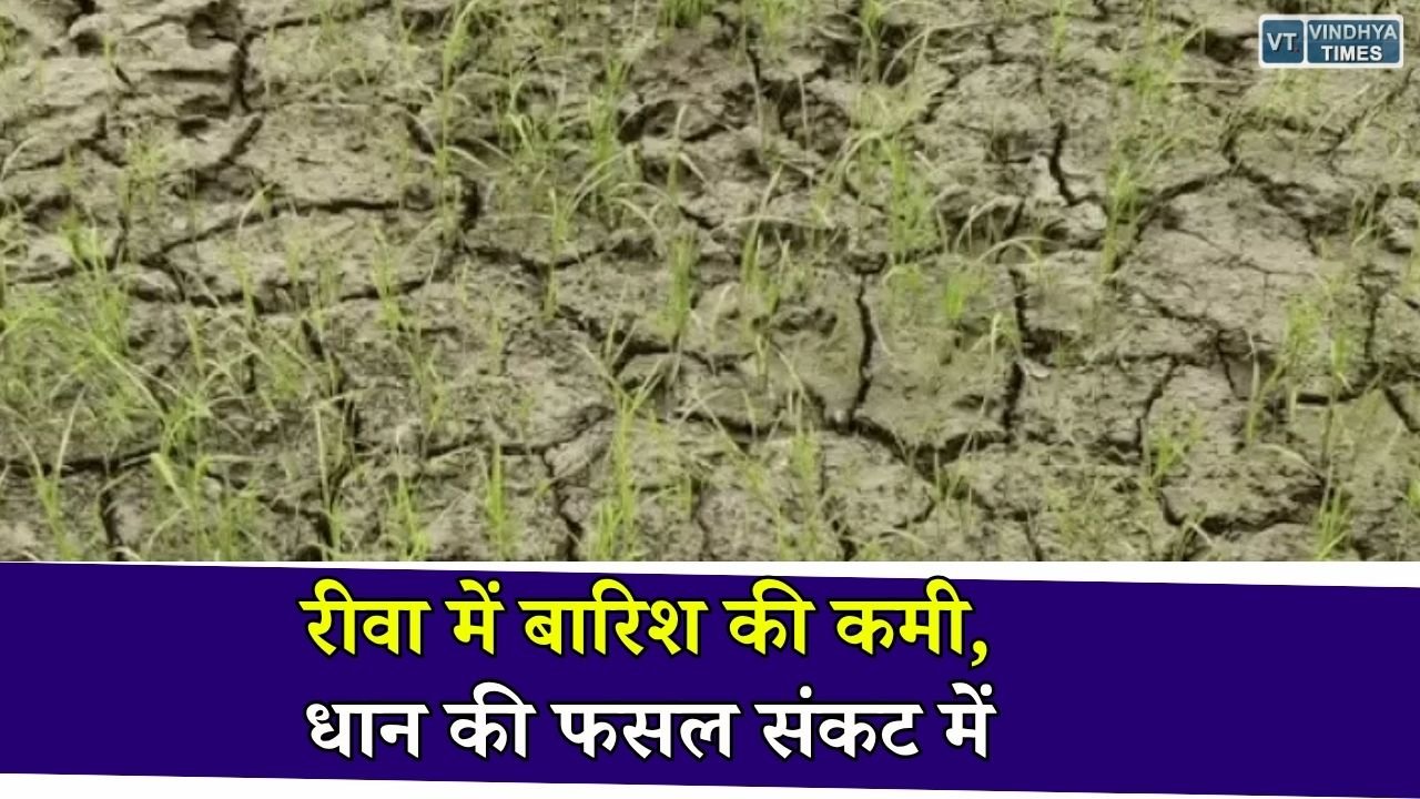 Rewa News: मानसून की सुस्ती से रीवा में धान की फसल प्रभावित, किसानों ने अच्छी बारिश की जताई उम्मीद