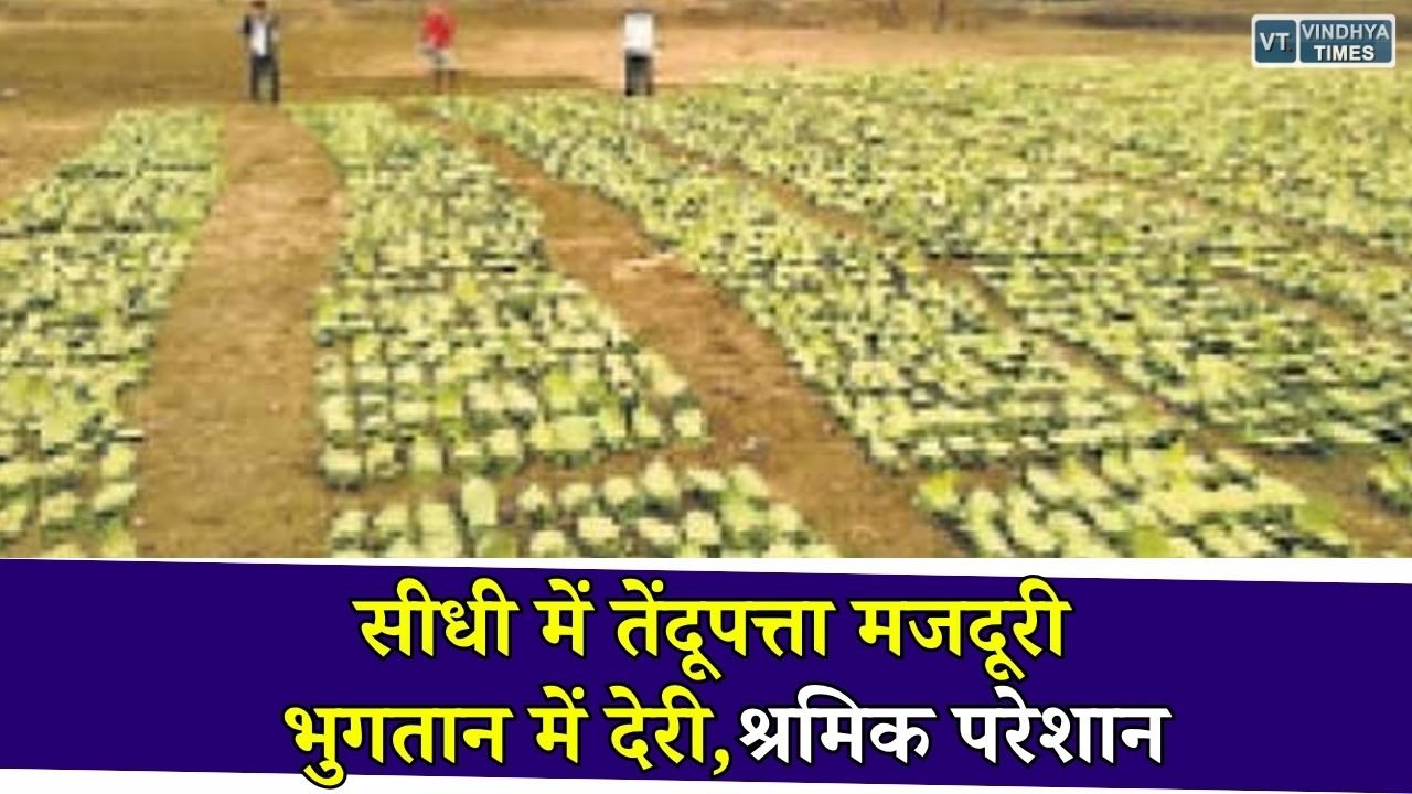 Sidhi News: सीधी में तेंदूपत्ता मजदूरी भुगतान अटका, हजारों श्रमिकों ने बैंक व्यवस्था पर उठाए सवाल