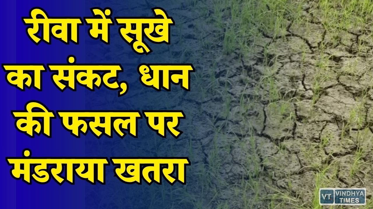 Rewa News: बारिश की कमी से परेशान किसान, खेतों में सूखने लगी धान की फसल