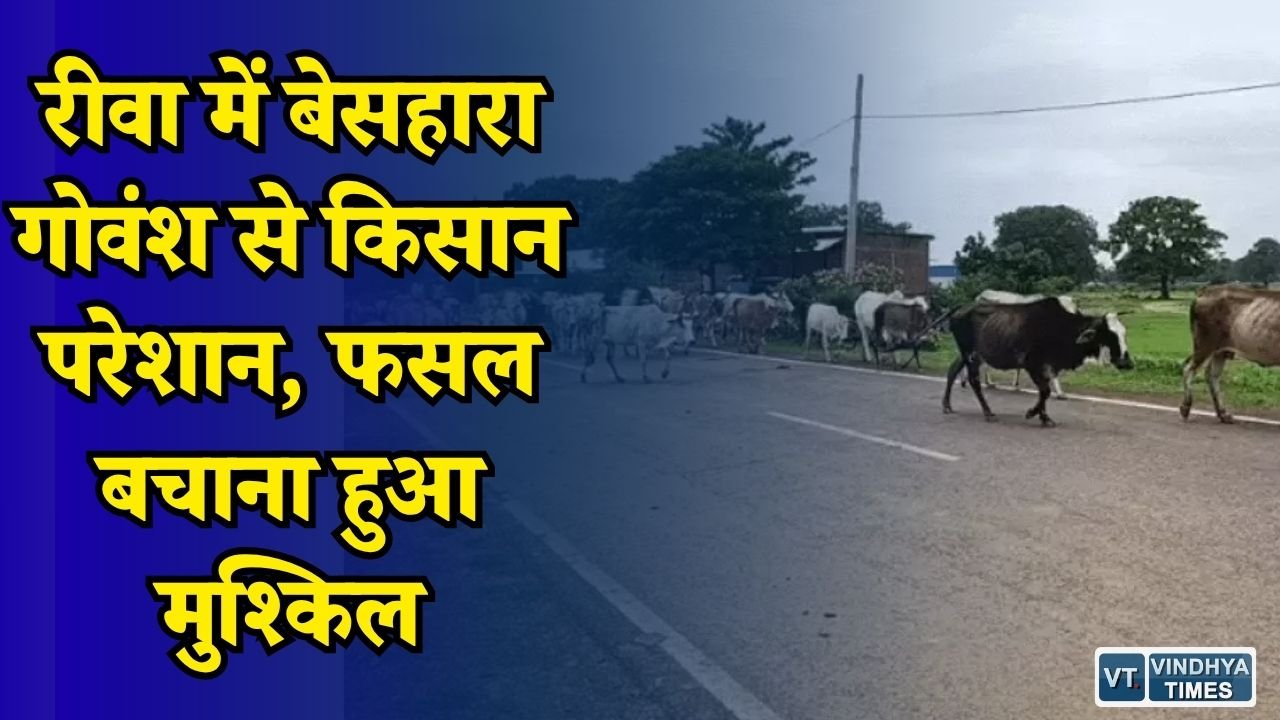 Rewa News: गौशालाओं पर लाखों खर्च फिर भी सड़कों पर गोवंश, किसानों ने कलेक्टर से लगाई गुहार
