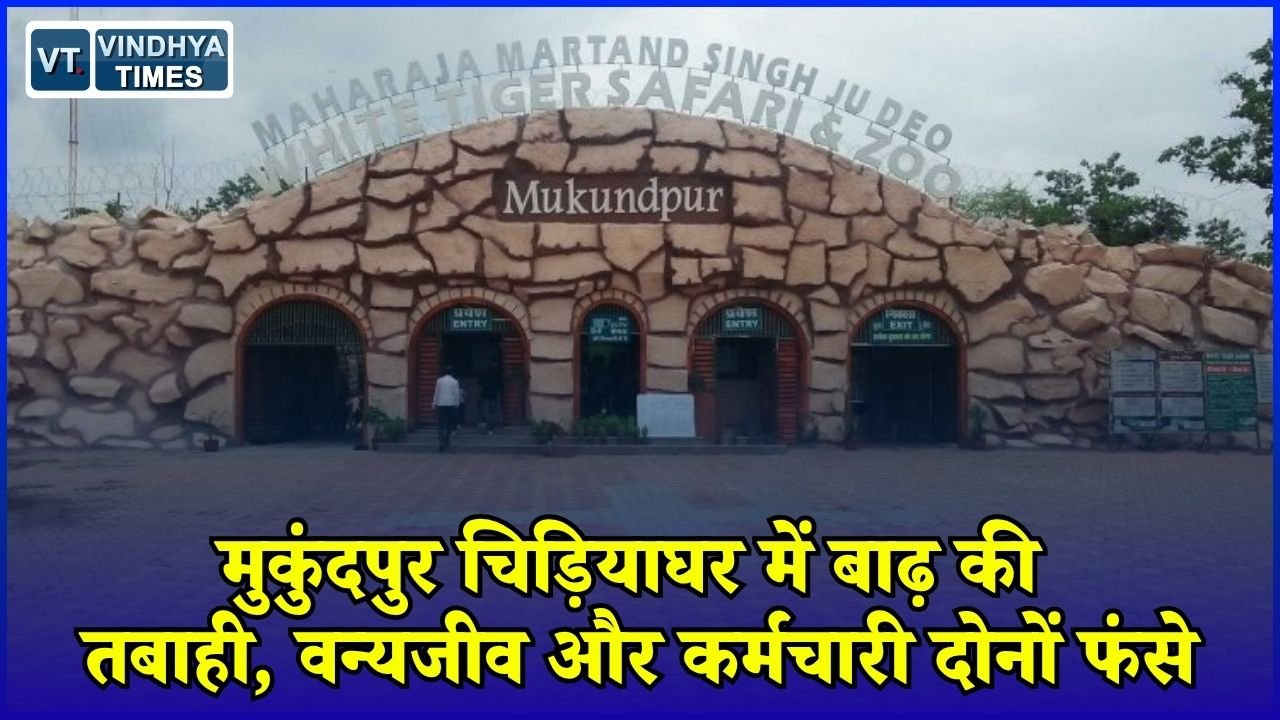 Rewa News: रीवा के मुकुंदपुर चिड़ियाघर में बाढ़ का कहर, नदी और नाले के बीच फंसी जिंदगी