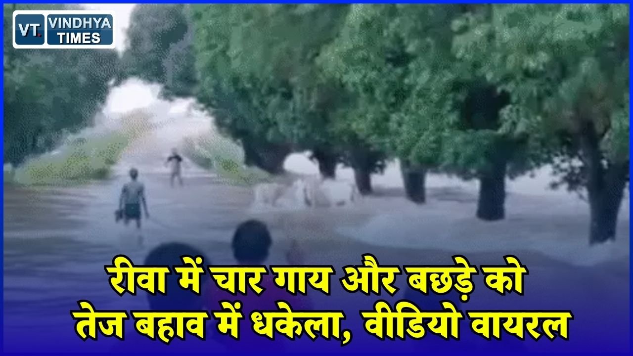 Rewa News: रीवा के फूल गांव में गायों को पानी में धकेलने का आरोप, वीडियो सामने आने के बाद मचा हड़कंप