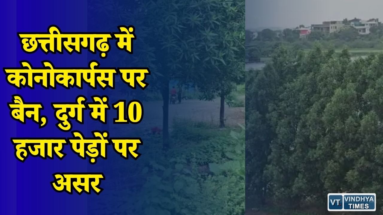 CG News: कोनोकार्पस पर सरकार का बड़ा फैसला, अब स्थानीय पौधों को मिलेगा बढ़ावा