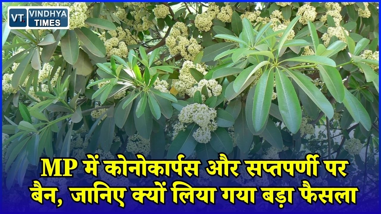 MP News: मध्यप्रदेश में दो पेड़ों पर प्रतिबंध, स्वास्थ्य और पर्यावरण को लेकर सरकार का बड़ा फैसला