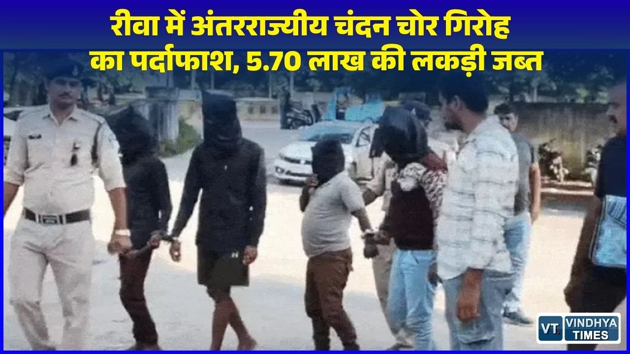 Rewa News: रीवा में अंतरराज्यीय चंदन चोर गिरोह के 4 सदस्य गिरफ्तार, 57 किलो कीमती चंदन की लकड़ी और औजार बरामद