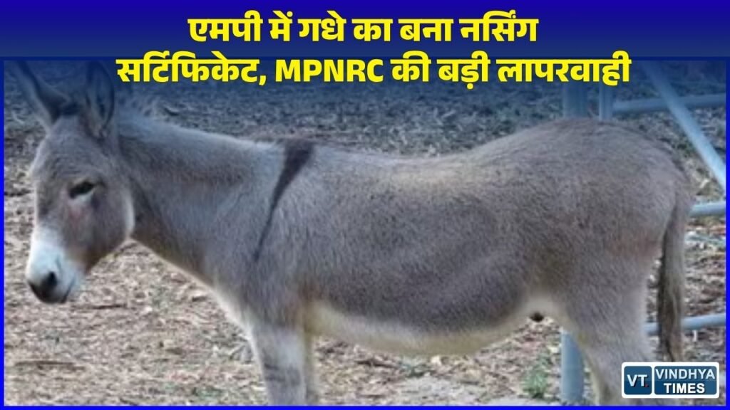 MP News: MP नर्सिंग काउंसिल का अजीबोगरीब कारनामा, 'गधे' के नाम से जारी किया BSc नर्सिंग का रजिस्ट्रेशन सर्टिफिकेट