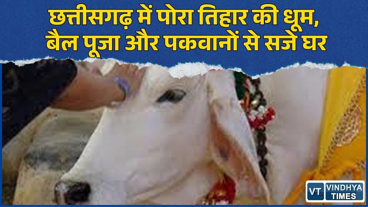 CG News: छत्तीसगढ़ में धूमधाम से मनाया जा रहा पोरा तिहार, जानिए खेती और पशुधन से जुड़े इस पर्व की खासियत
