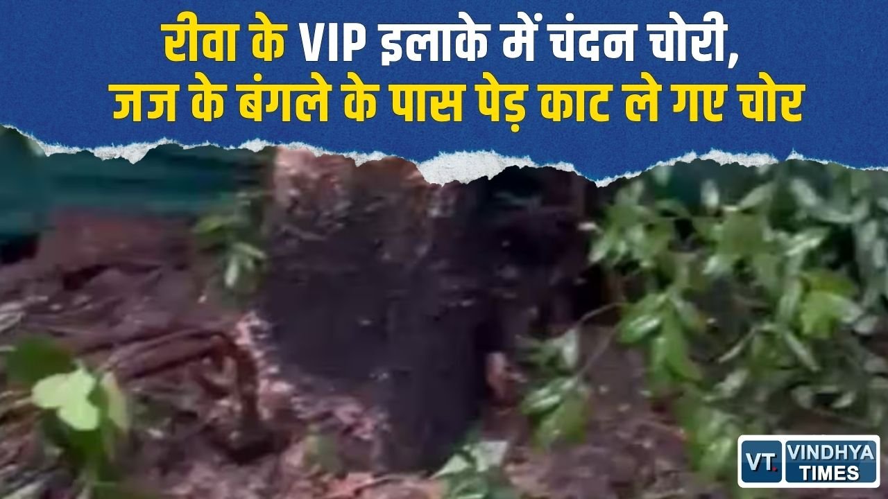 Rewa News: VIP सिविल लाइन इलाके में चंदन के पेड़ों की चोरी, सुरक्षा व्यवस्था पर उठे सवाल