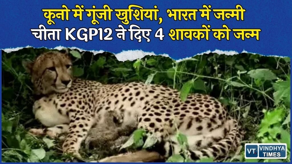 MP News: कूनो नेशनल पार्क में 4 नए चीता शावकों का जन्म, भारत में जन्मे चीतों की बढ़ी संख्या