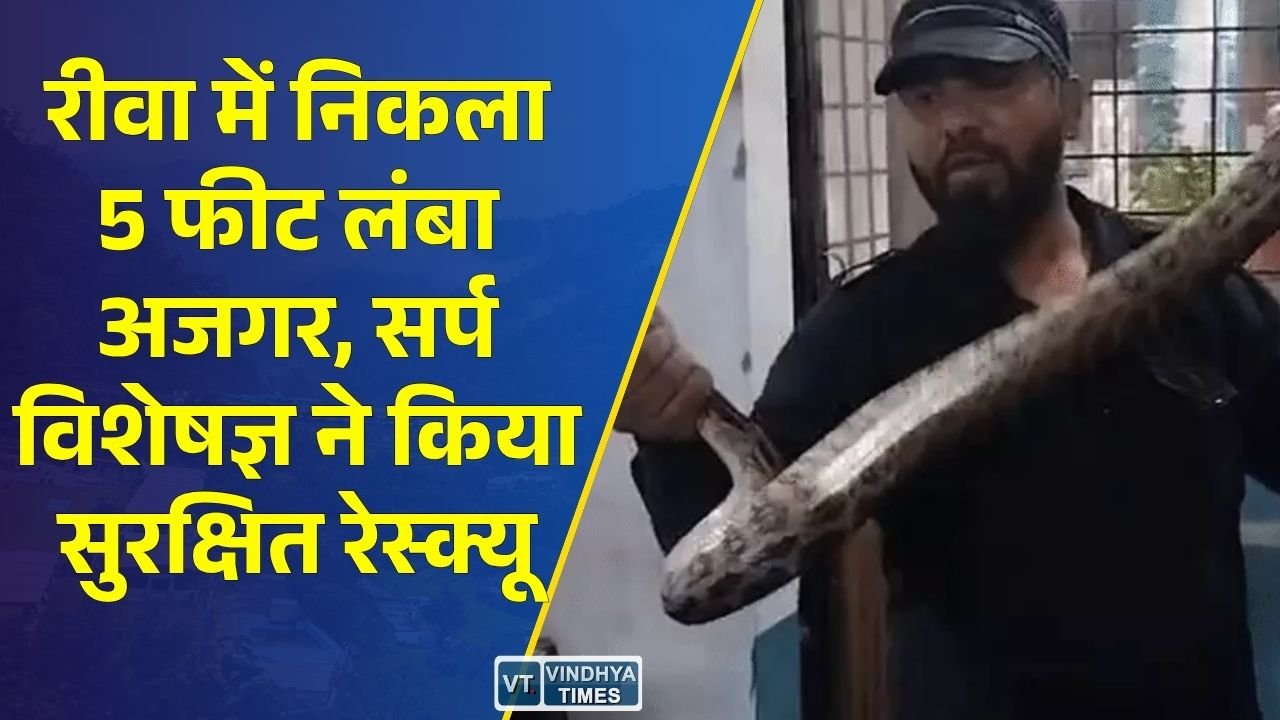 Rewa News: रीवा के घर में निकला 5 फीट लंबा अजगर, रेस्क्यू के बाद परिवार ने ली राहत की सांस