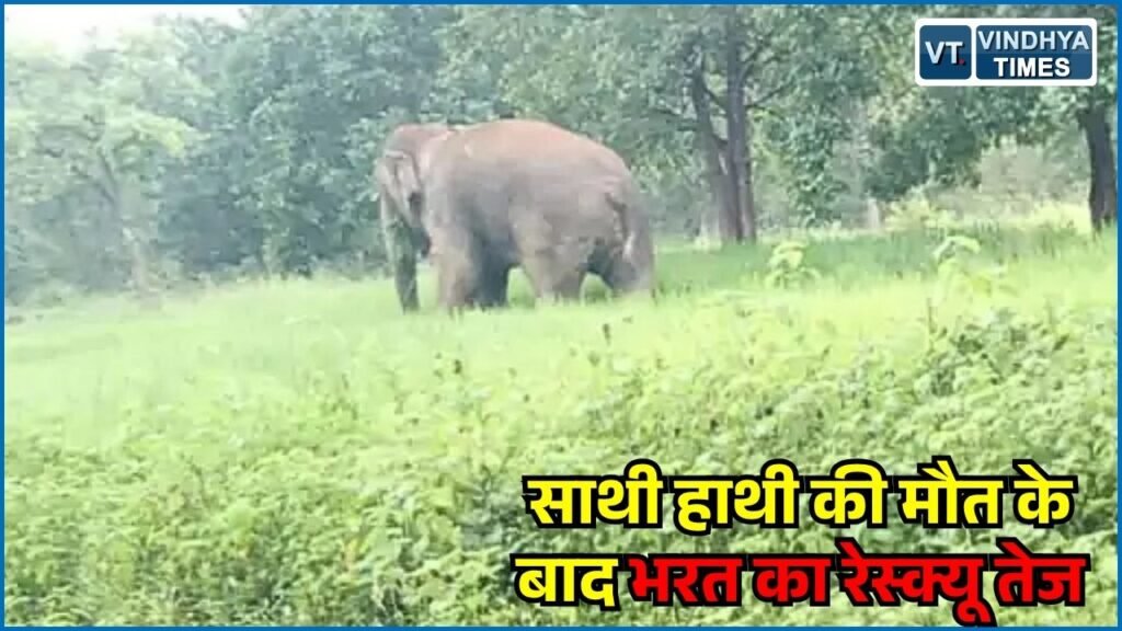 Rewa News: रीवा में भरत हाथी के रेस्क्यू की तैयारी तेज, 4 प्रशिक्षित हाथियों से होगी घेराबंदी