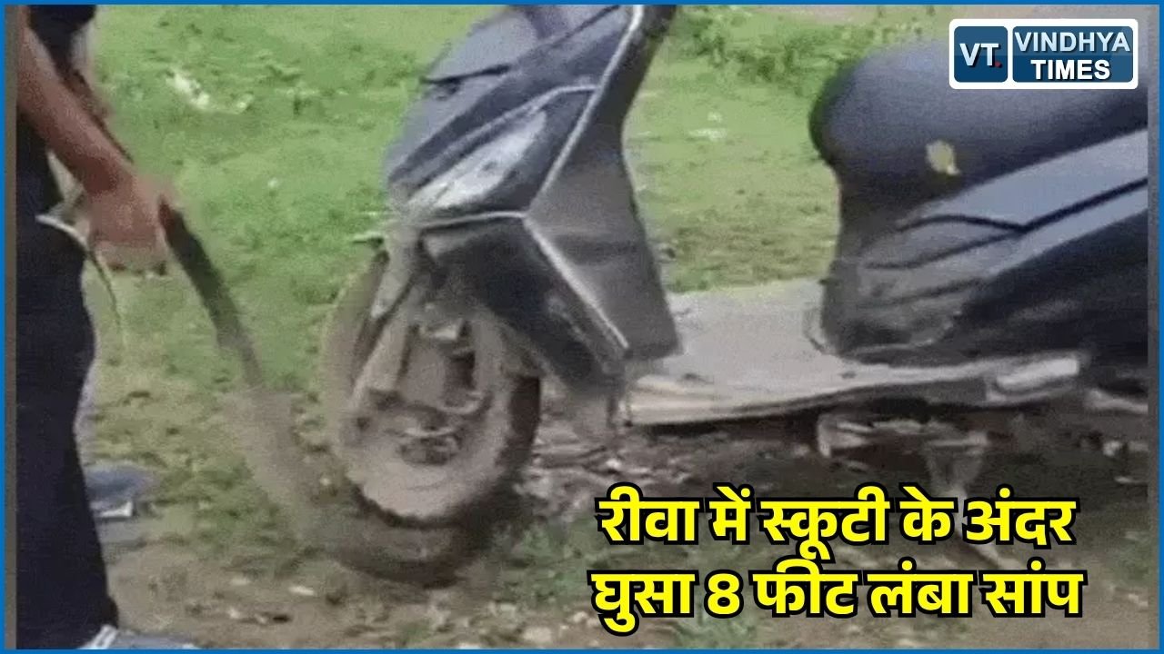 Rewa News: रीवा में स्कूटी के भीतर मिला 8 फीट लंबा धामन सांप, घंटों की मशक्कत के बाद सुरक्षित रेस्क्यू