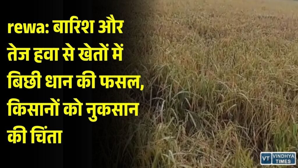 Rewa News: बारिश के बाद तेज हवा से धान की फसल को नुकसान, 31 अक्टूबर तक बारिश का अलर्ट