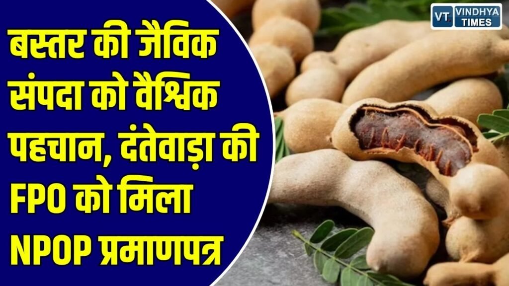 CG News: जनजातीय महिलाओं के आर्थिक सशक्तिकरण की ऐतिहासिक शुरुआत, अब अंतरराष्ट्रीय बाजारों तक पहुंचेगी बस्तर की इमली और महुआ