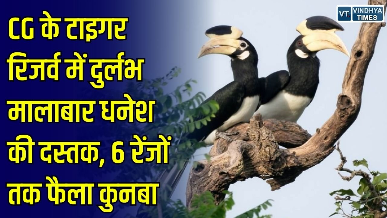 CG News: छत्तीसगढ़ के उदंती-सीतानदी टाइगर रिजर्व में दुर्लभ मालाबार धनेश की मौजूदगी, 6 रेंजों तक फैला दायरा