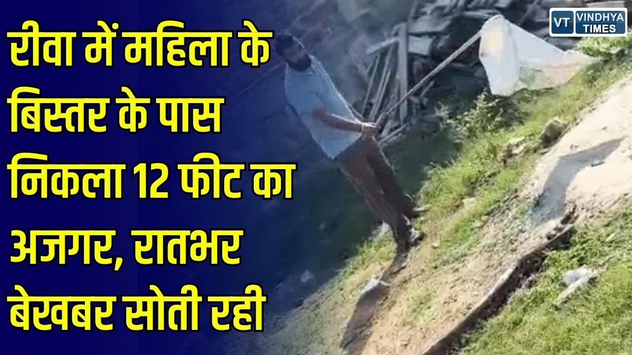 Rewa News: रीवा के सिरमौर में बेडरूम तक पहुंचा 12 फीट लंबा अजगर, सुबह बिस्तर के पास देखकर घबराई महिला